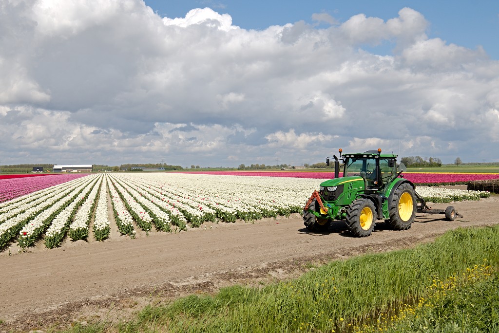 tulp tulpen tulipa natuur hdr tulpenbol liliaceae flora bloem bloemen voorjaar lente tulpenfestival keukenhof festival
